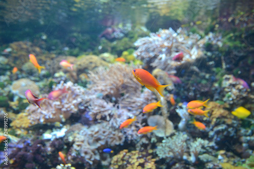 colored fish in the aquarium