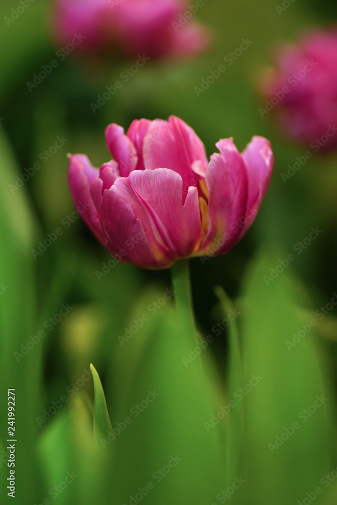Tulip flower with green leaf background in tulip field