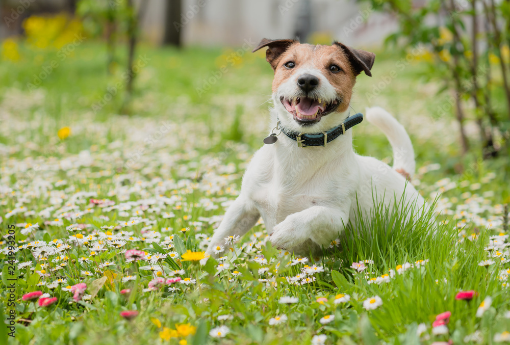 Springtime scene with happy dog playing on fresh green grass among spring flowers. Protect your pet from ticks and fleas concept. Springtime scene with happy dog playing on fresh green grass among spring flowers. Protect your pet from ticks and fleas concept.