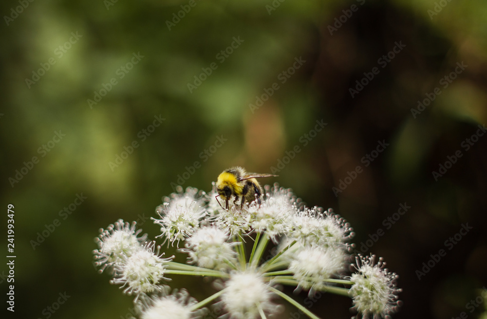 bee bee