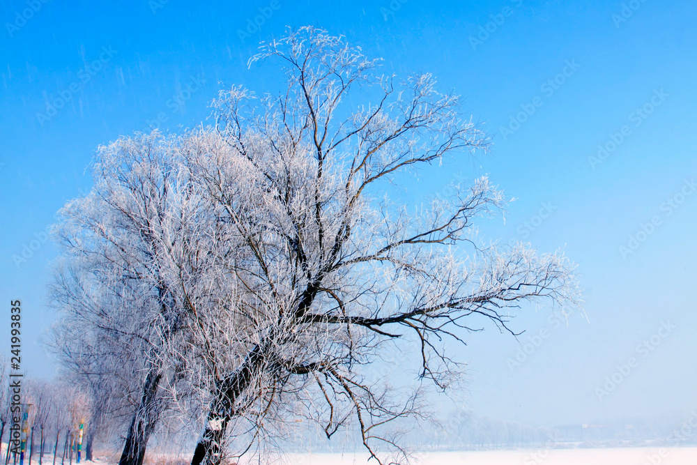 rime tree branches under the blue sky background rime tree branches under the blue sky background