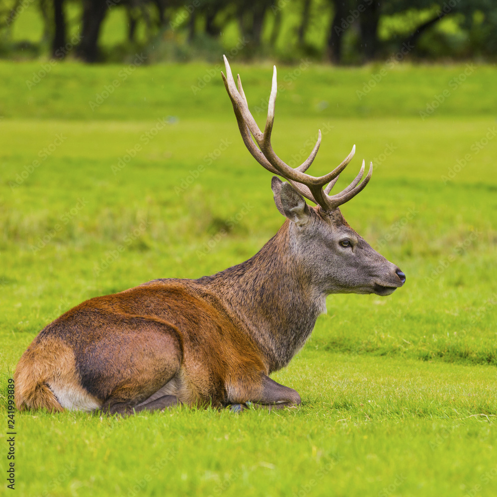 Fototapeta premium Male Red deer in natural environment on Isle of Arran, Scotland