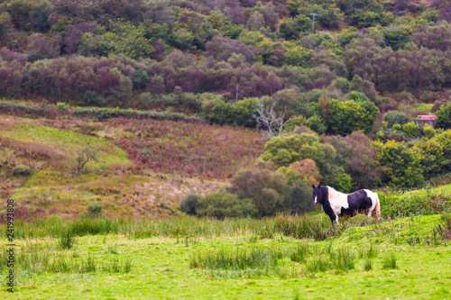 Fototapeta Naklejka Na Ścianę i Meble -  Black Gypsy horse aka Gypsy Vanner or Irish Cob grazes on pasture