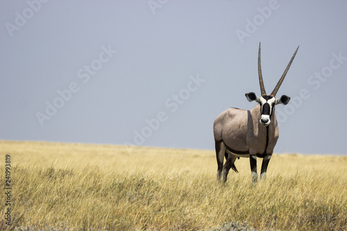 oryx namibia