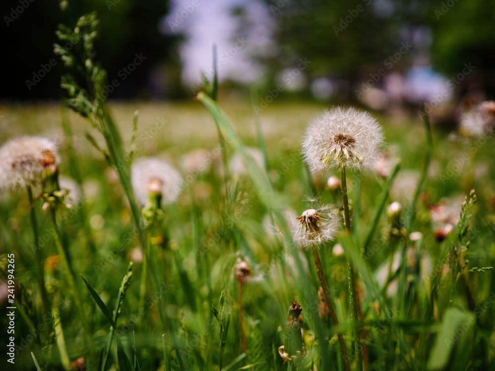 wild flower in the grass