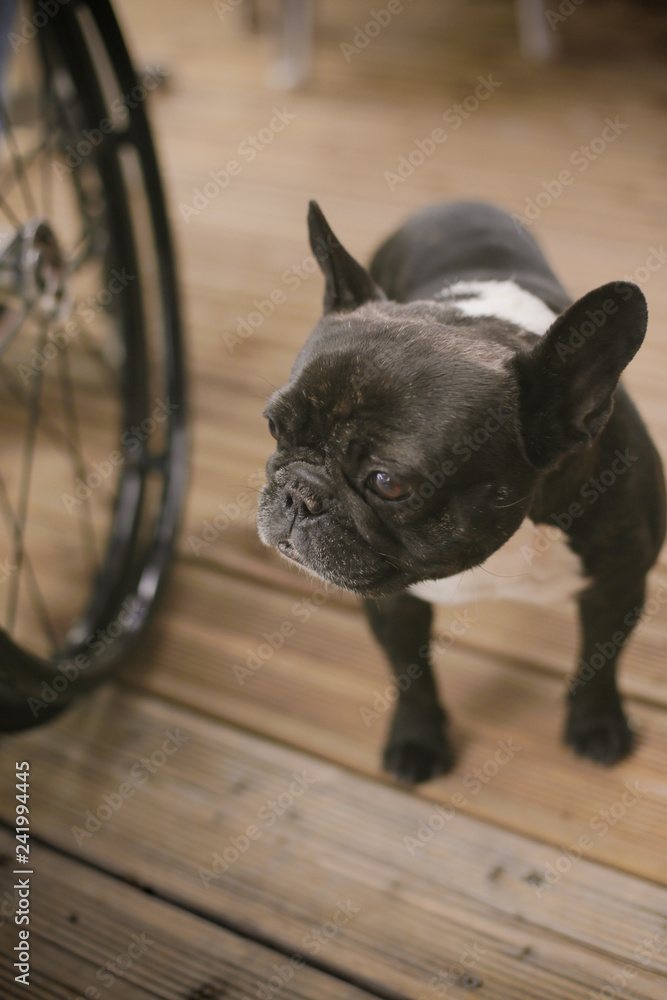 chien bouledogue français à côté d'une roue