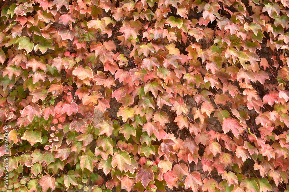 アマルフィの紅葉