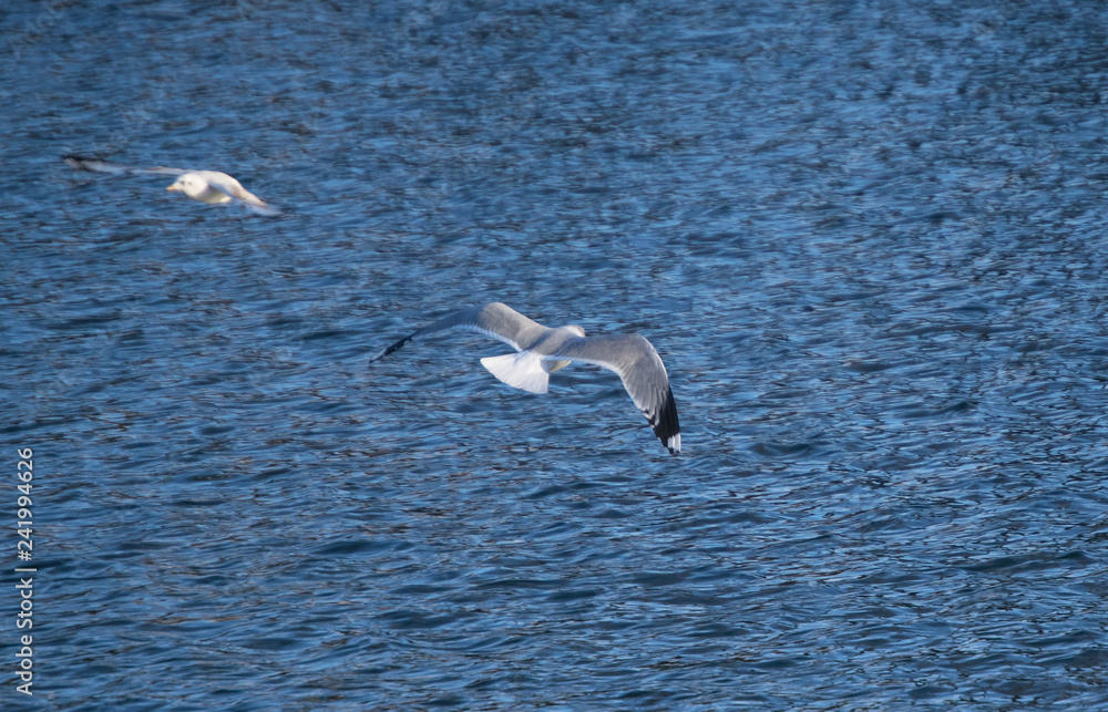 Fototapeta premium Seagull flying over the water