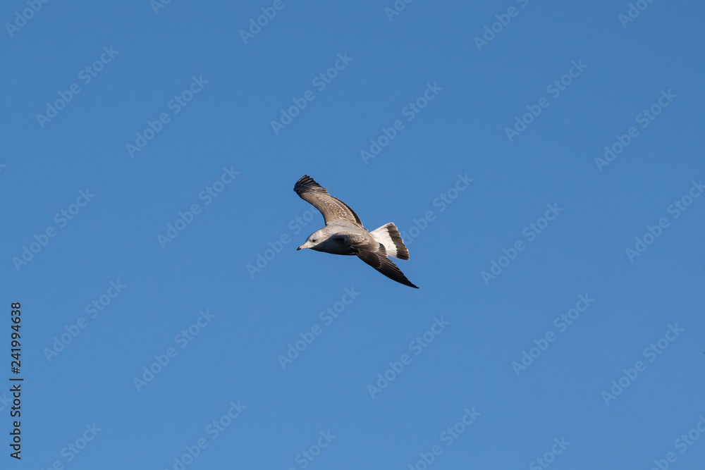 Seagull flying in the blue sky Seagull flying in the blue sky