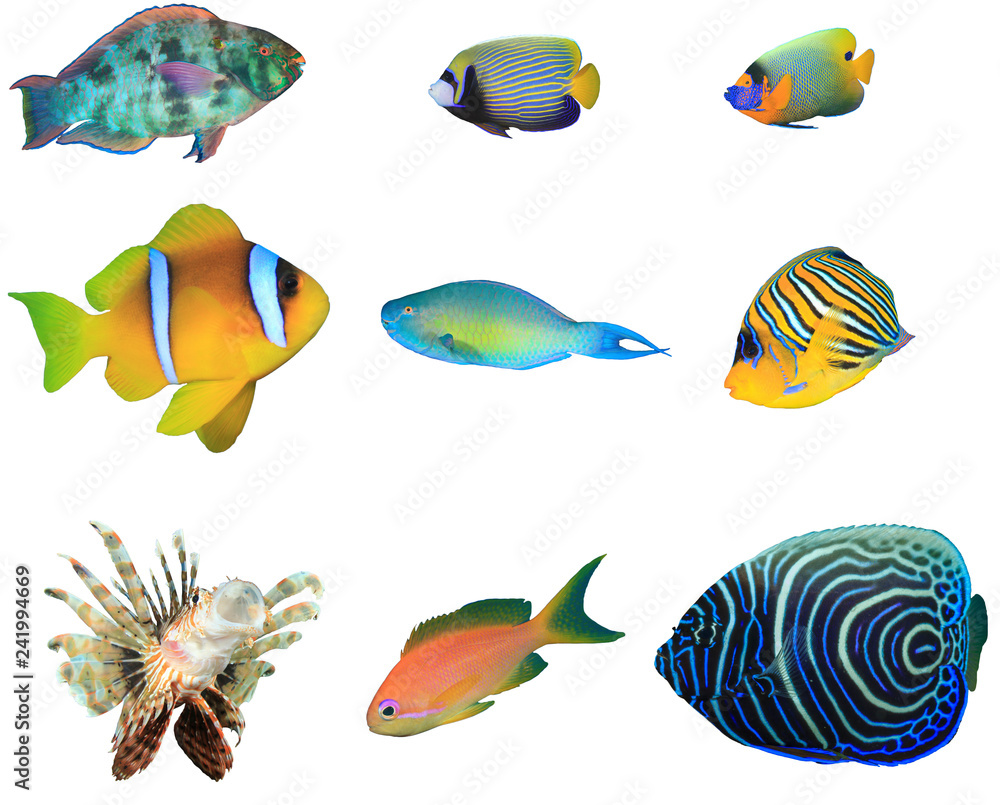 Naklejka premium Tropical reef fish isolated on white background 