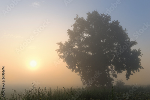 alte Stieleiche bei Sonnenaufgang