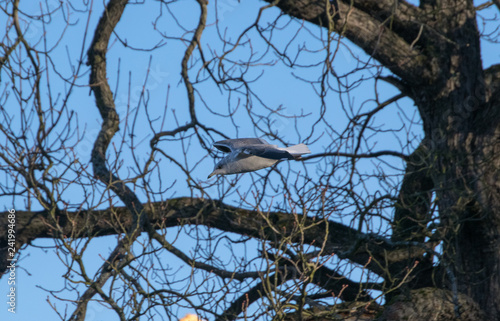 Seagull flying in the blue sky