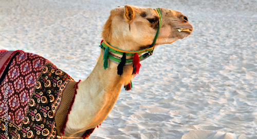 Camel desert animal