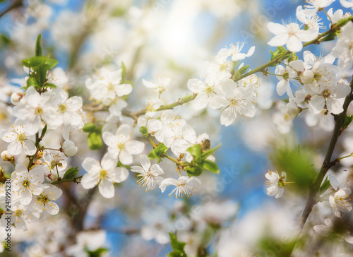 White cherry Spring background flowers