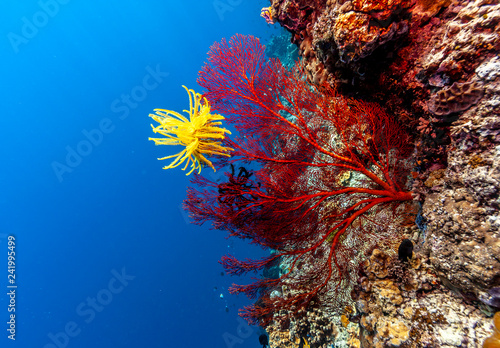 Underwater, Lembeh Strait,Indonesia photo