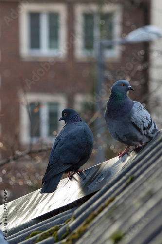 Pigeons are standing on the roof in the fall