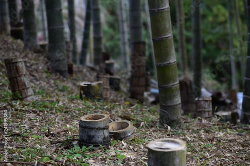 竹林/Bamboo forest