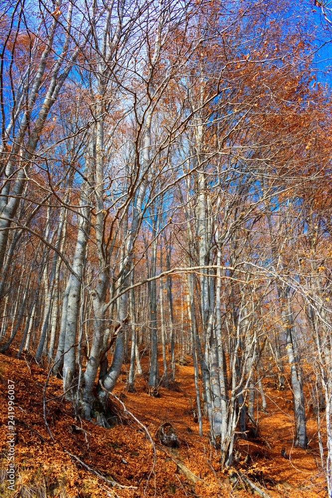 Trees in the forest that have fallen their leaves since autumn. The yellowish and orange leaves are fallen into the ground. Trees in the forest that have fallen their leaves since autumn. The yellowish and orange leaves are fallen into the ground.