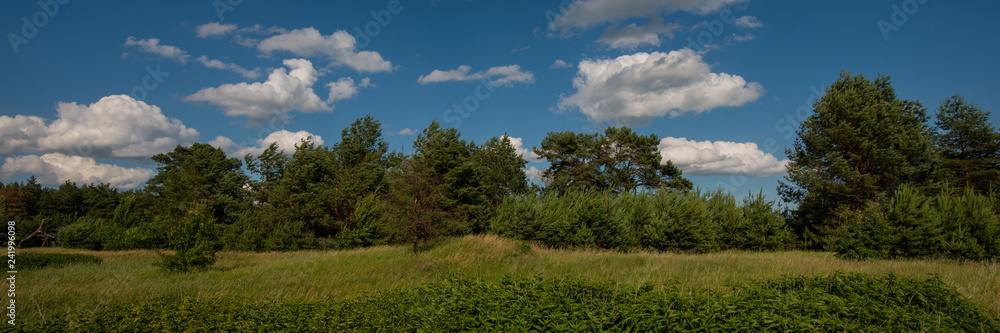 field and silhouettes of trees in the forest and sky with clouds. Web banner. field and silhouettes of trees in the forest and sky with clouds. Web banner.