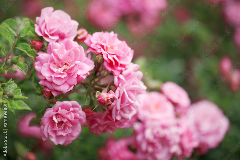 delicate flowering shrub with roses and wild rose