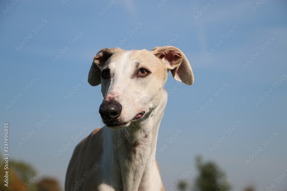 beautiful galgo head portrait in the garden beautiful galgo head portrait in the garden