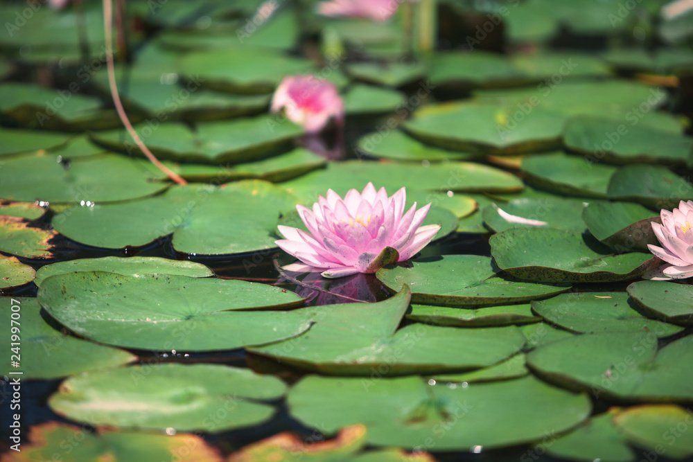 pink flower water lily between leaves in a Japanese pond pink flower water lily between leaves in a Japanese pond