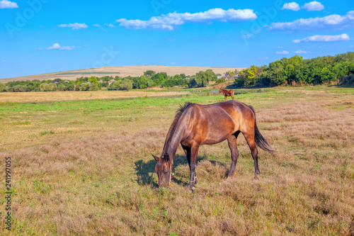 Fototapeta Naklejka Na Ścianę i Meble -  sunny day with grazing horses
