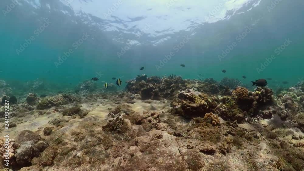 coral reef and tropical fish underwater world diving and snorkeling on coral reef. Hard and soft corals underwater landscape coral reef and tropical fish underwater world diving and snorkeling on coral reef. Hard and soft corals underwater landscape