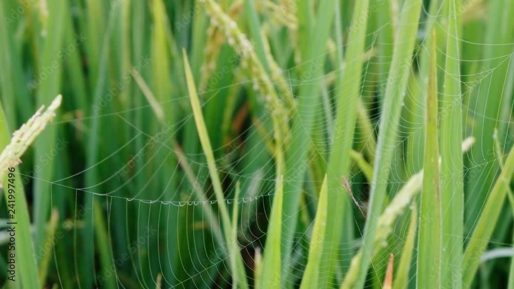 Rice paddy field with cobweb and spider background in day time, at chiang mai thailand, UHD 4K video with copy space Rice paddy field with cobweb and spider background in day time, at chiang mai thailand, UHD 4K video with copy space