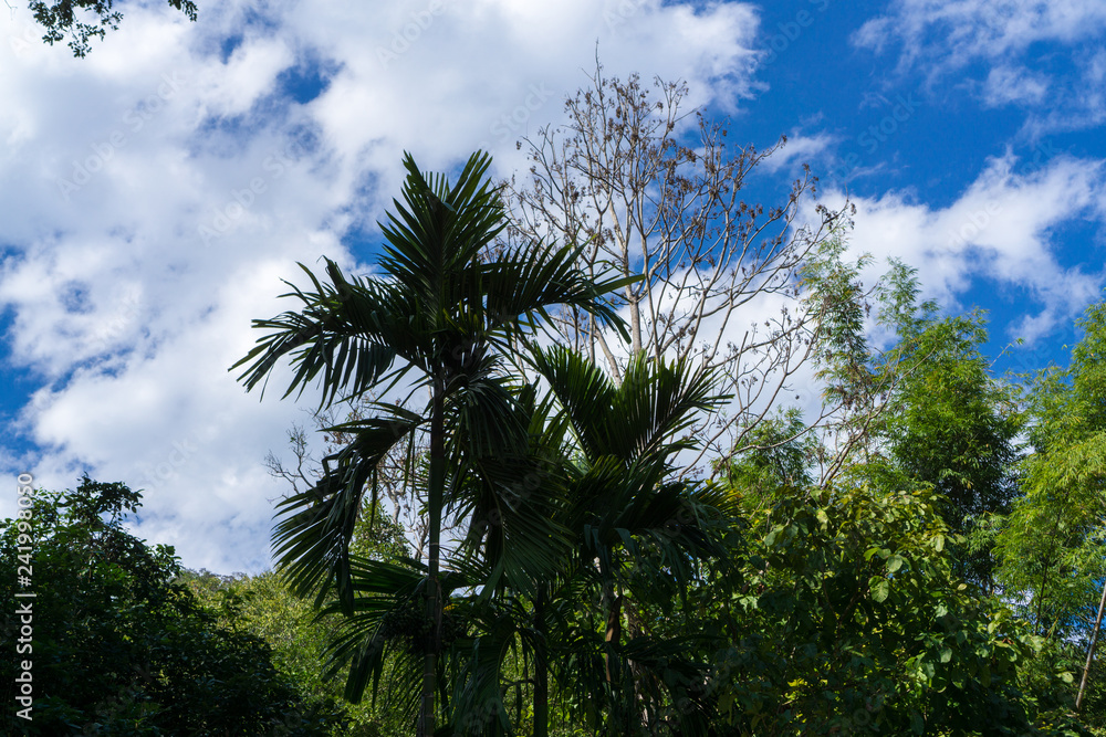 Fototapeta premium palm trees and blue sky and cloud
