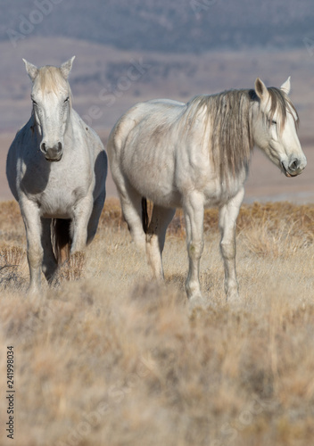 Wild Horses in the Utah Desert © equigini