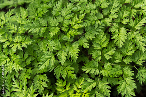 fresh green leaves on black background