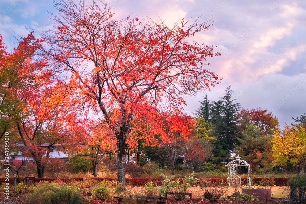 Fototapeta premium Garden in autumn at Fujikawaguchiko resort town, Japan.
