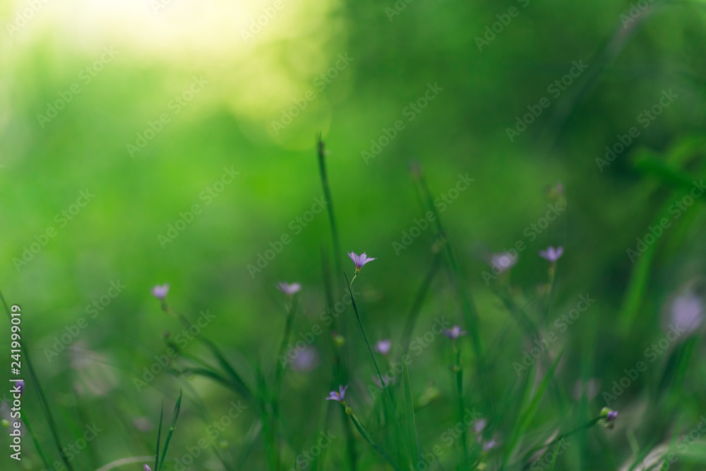green grass with tiny blue flowers in Spring