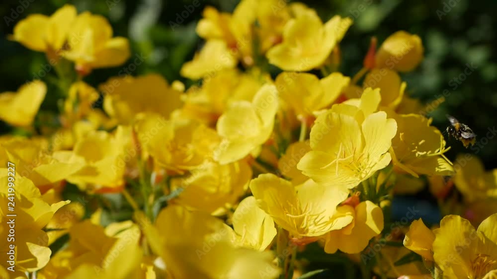 Flying worker bee collects nectar from field of yellow flowers. Spring nature background. Closeup. Slowmotion Flying worker bee collects nectar from field of yellow flowers. Spring nature background. Closeup. Slowmotion