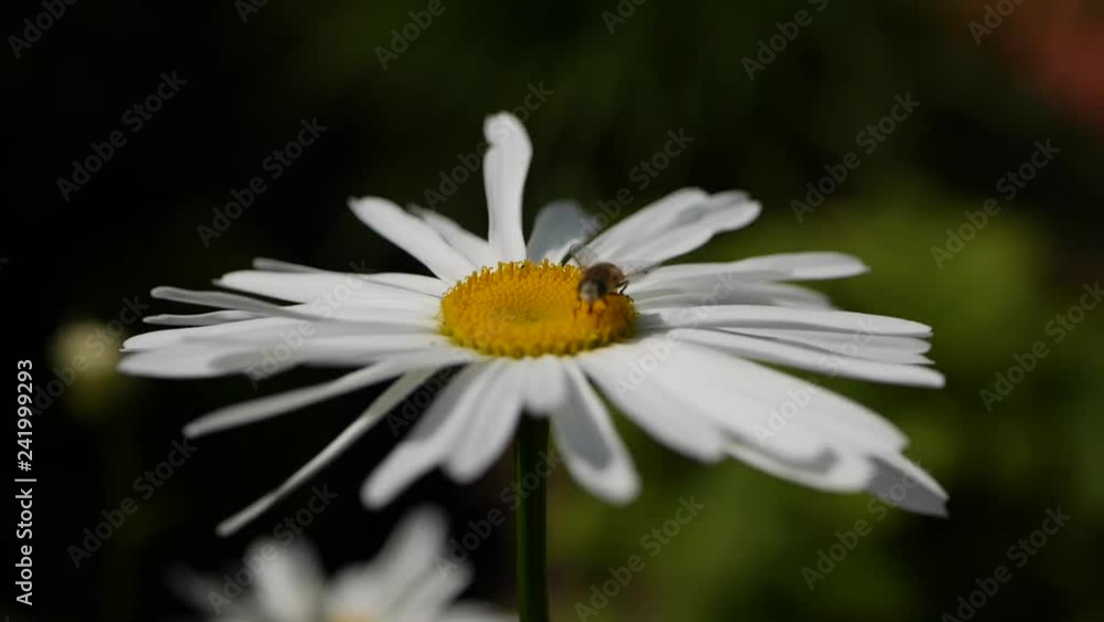 A bee sitting on a daisy flower on a sunny day. Chamomile swaying in the wind in clear weather. Natural forest background, wildflowers. Close-up A bee sitting on a daisy flower on a sunny day. Chamomile swaying in the wind in clear weather. Natural forest background, wildflowers. Close-up