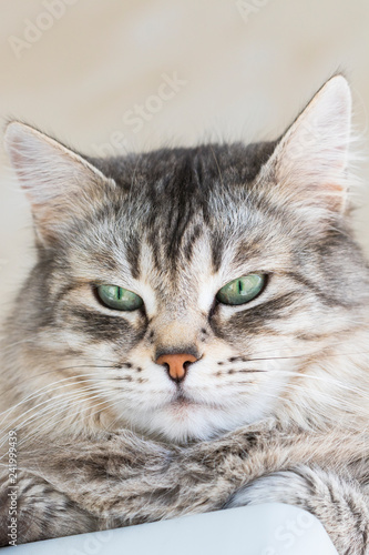 Female cat of siberian breed, grey silver color. Pretty face kitten in relax © Massimo Cattaneo