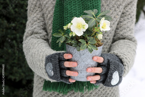 Foto Christrose (Helleborus niger ) im Zink-Topf in Frauenhänden im Wintergarten