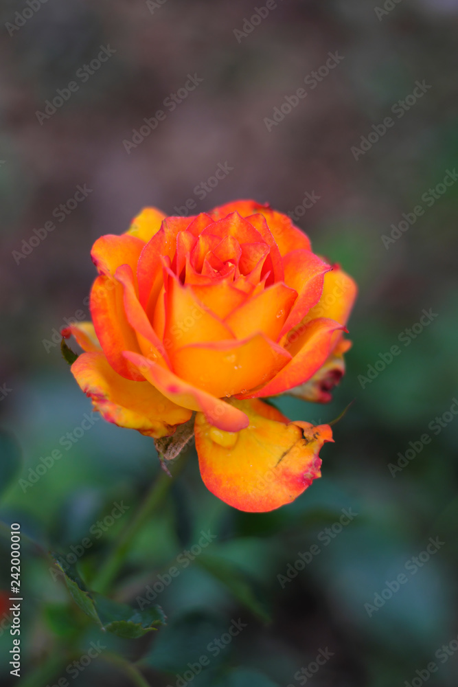 Closeup orange rose and blurred background