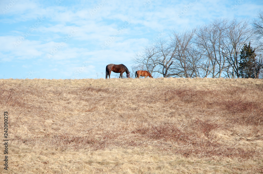 Naklejka premium Grazing Horses