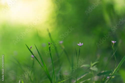 green grass with tiny blue flowers in Spring