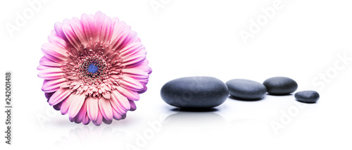 Blume und Lavasteine