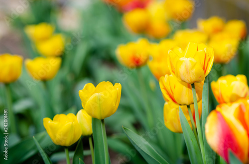 beautiful yellow tulips