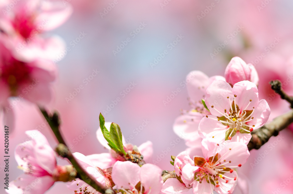 beautiful peach blossom