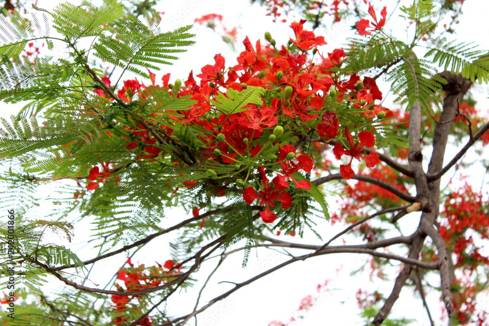branch of a tree with red flowers