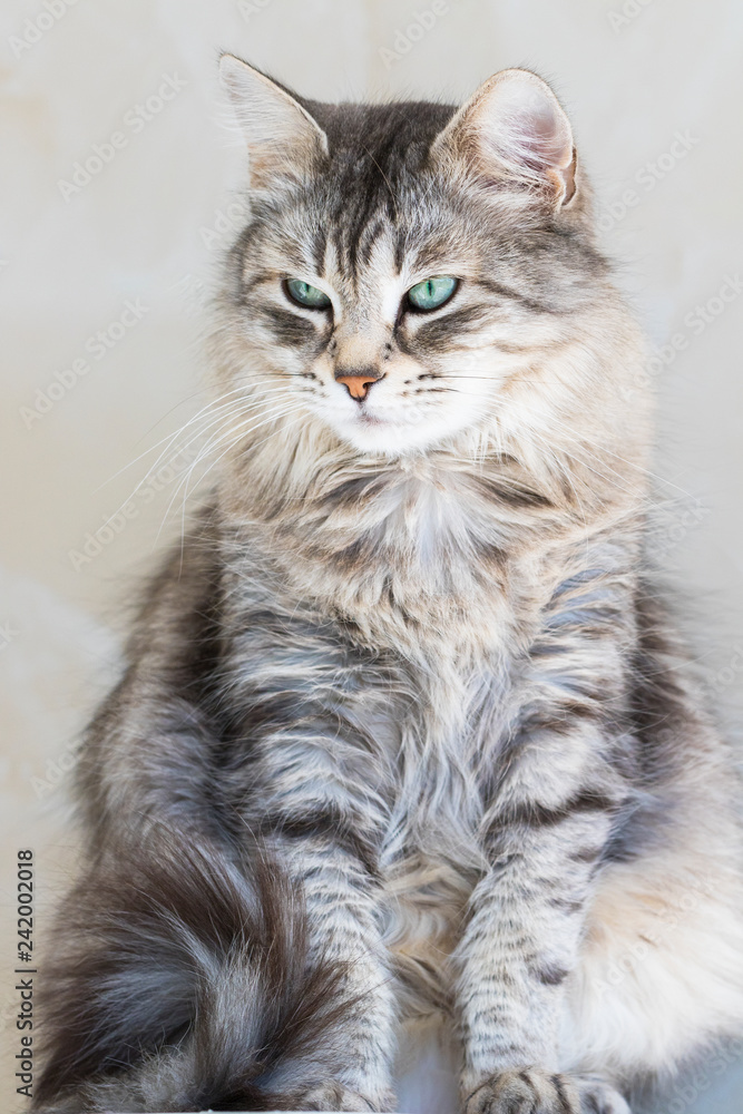 Long haired cat of siberian breed, grey silver color. Pretty kitten indoor in relax