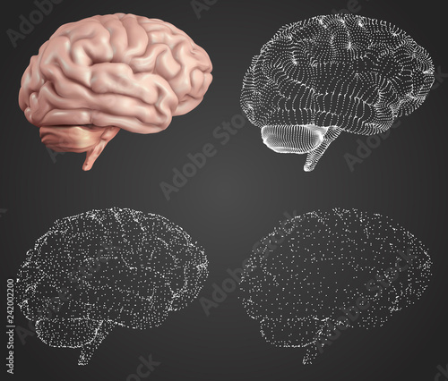 human brain. Vector set in different styles. meshe