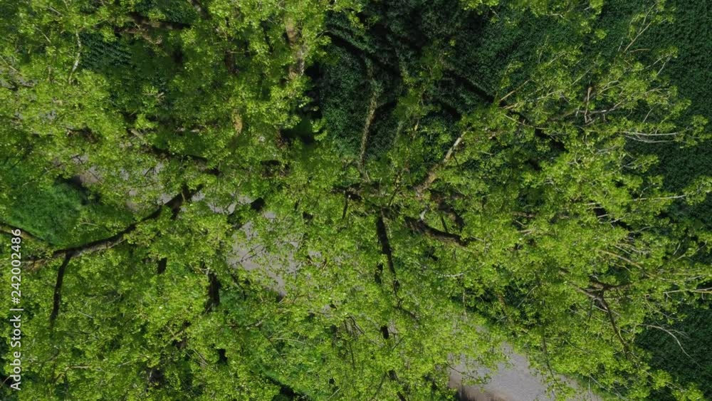 Aerial of a beautiful green tree in the summer in the middle of fields and nature with the drone flying up and turning Aerial of a beautiful green tree in the summer in the middle of fields and nature with the drone flying up and turning