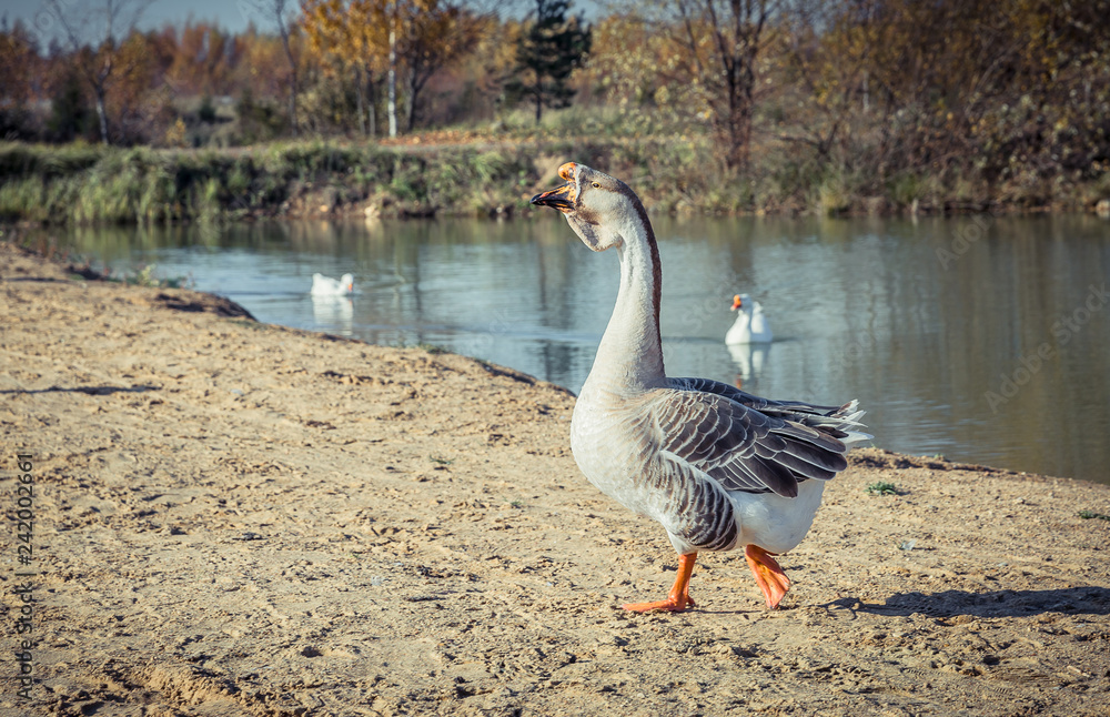 Obraz premium Geese on the Lake