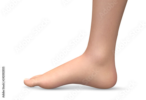 3d illustration,vector foot volume, health and shoe selection